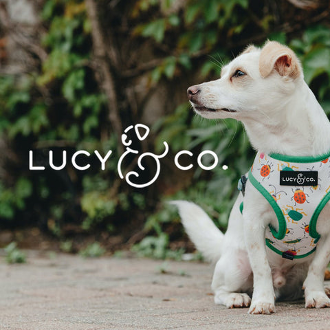 Lucy & Co.